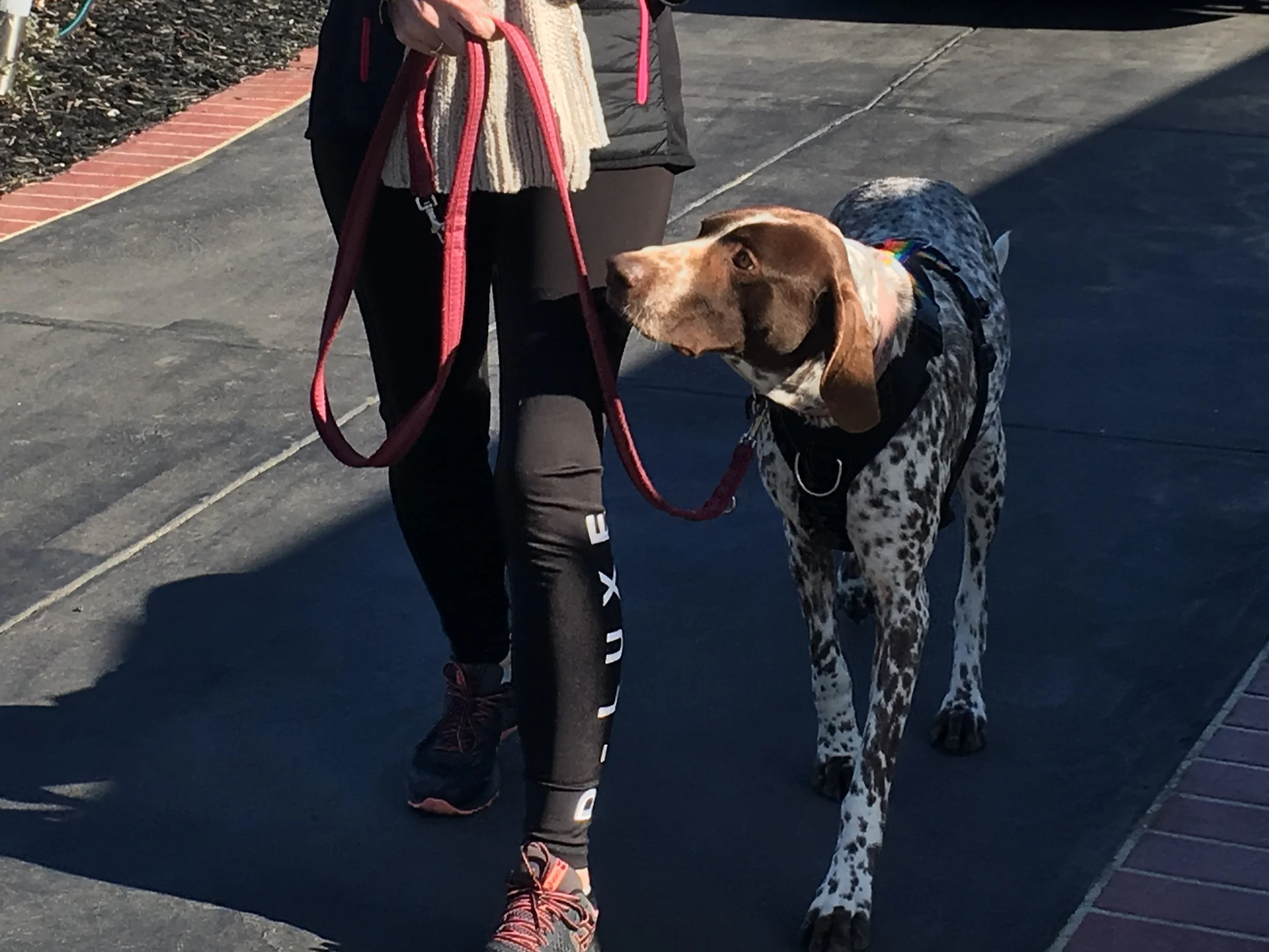 One-on-one dog training